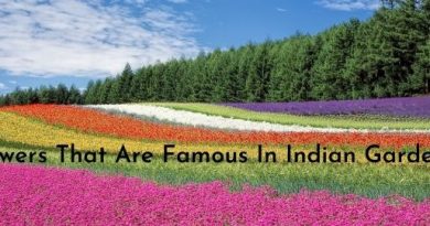 Flowers That Are Famous In Indian Gardens
